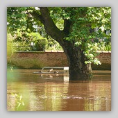 floodwaters with tree & bench II