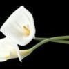 24756197 white aethiopica calla lilies
